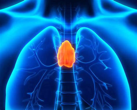 THYMUS .